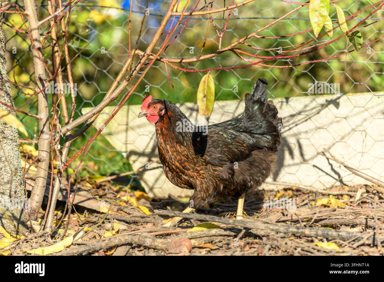 Huhn in einem Freilaufgehege in einem Dorf. Stockfoto