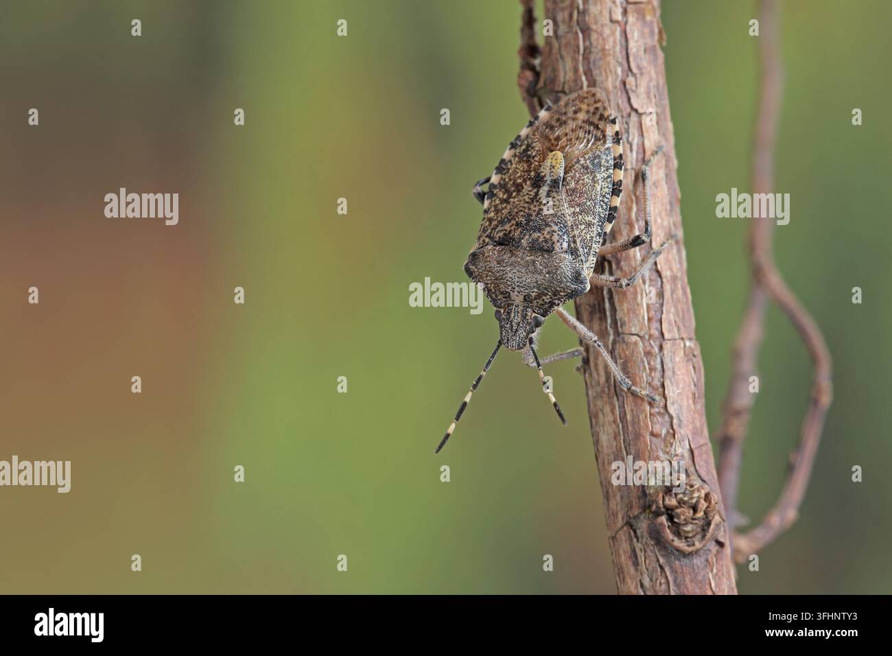 Grauer Gartenkäfer (Rhaphigaster nebulosa) Stockfoto