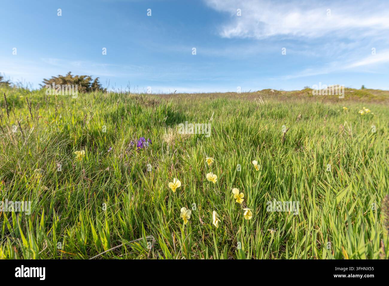 Wilde Stiefmütterchen in den Bergen Stockfoto