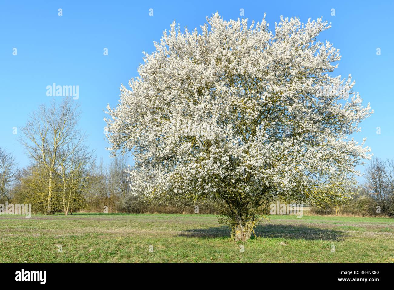 Frühlinglandschaft in einem Obstgarten mit blühenden Bäumen. Stockfoto