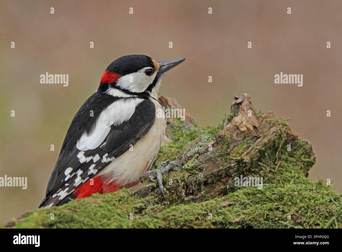 Buntspecht, Dendrocopos major, Buntspecht, Großer Specht Stockfoto