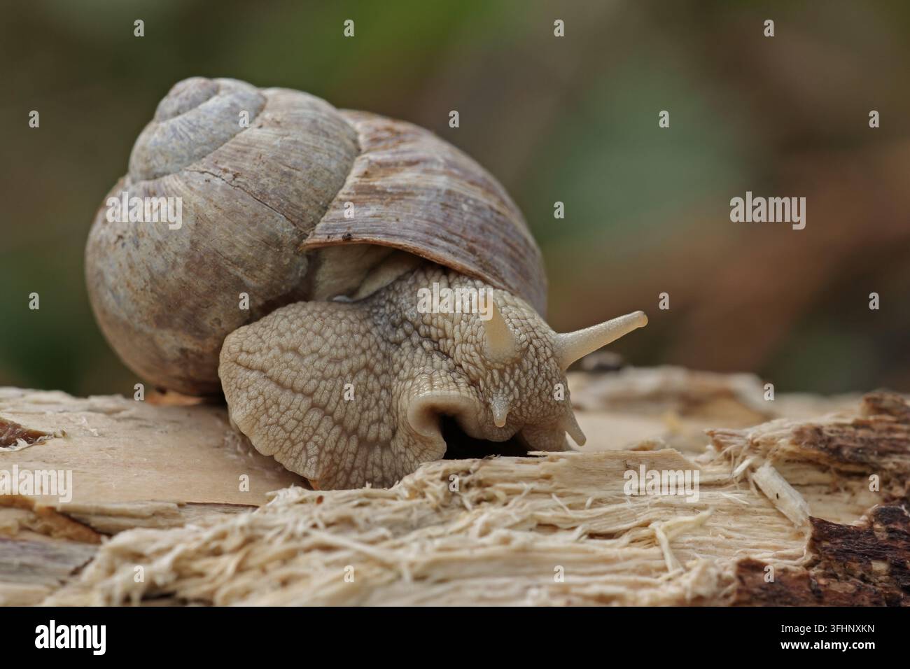 Weinbergschnecke (Helix pomatia) Stockfoto