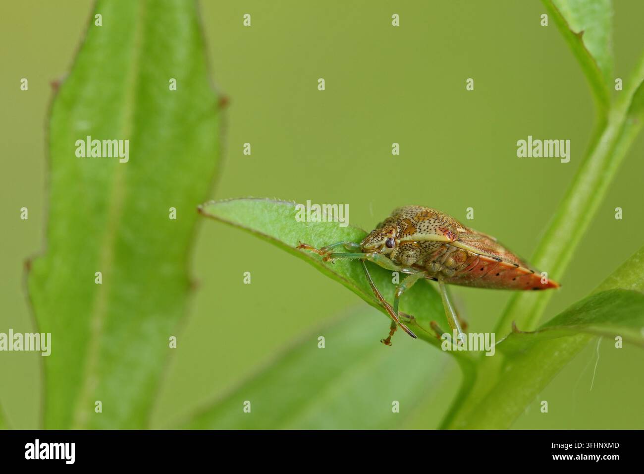 Hawthorn-Schildkäfer, (Acanthosoma haemorrhoidale) Stockfoto