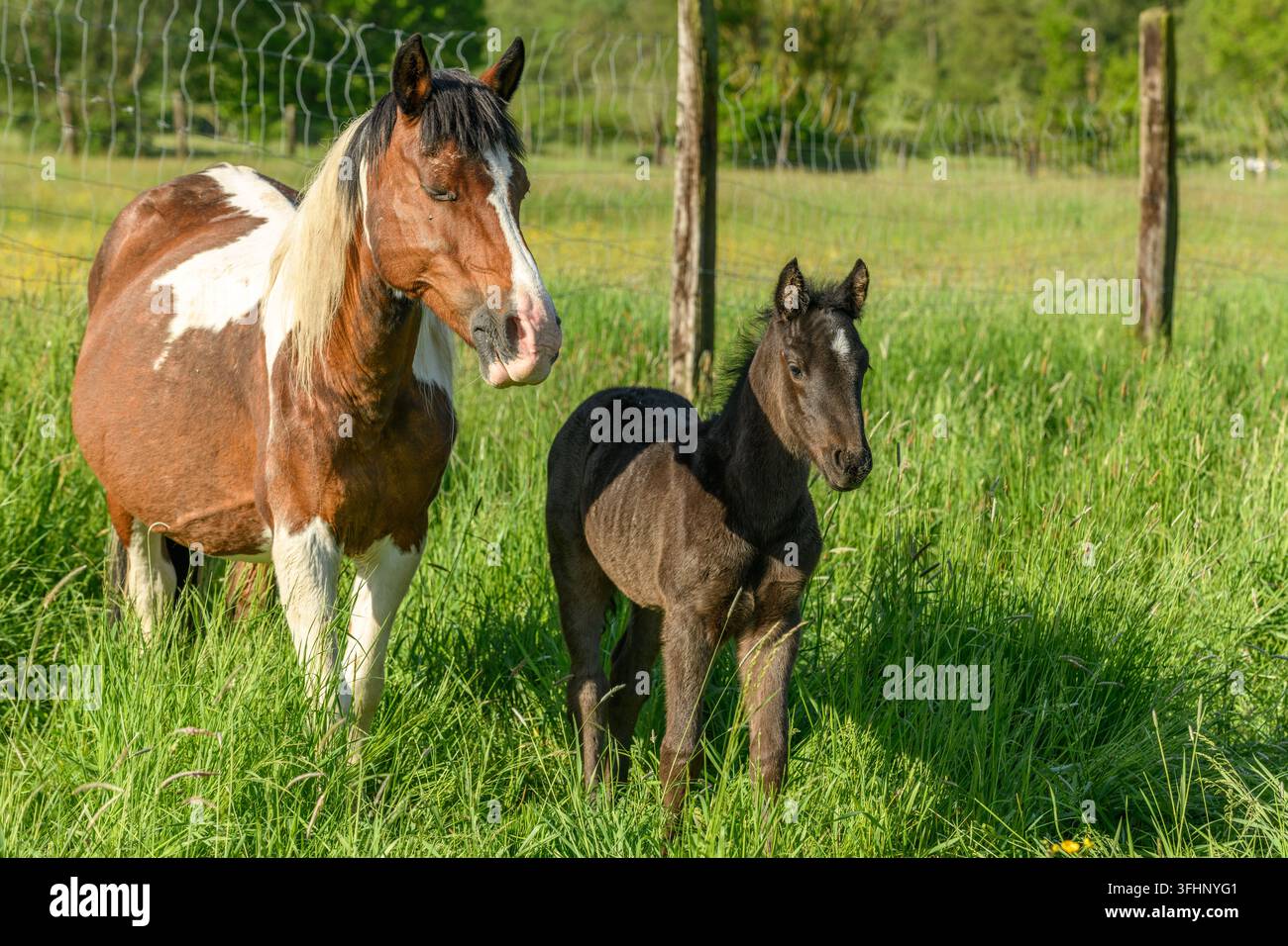Stute mit ihrem Fohlen auf einer Weide. Stockfoto