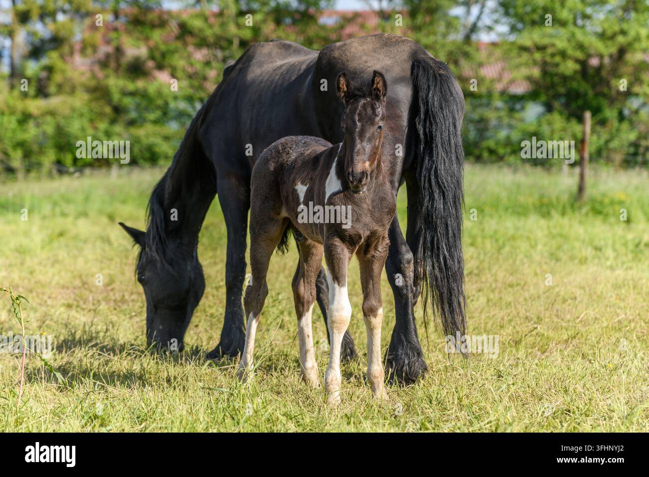 Fohlen mit seiner Mutter auf einer Weide. Stockfoto