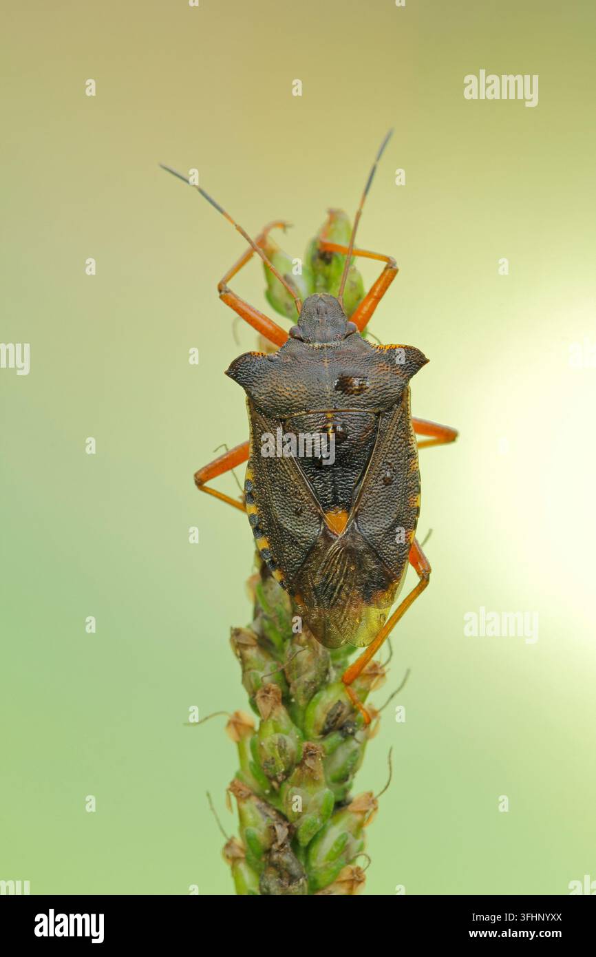 Wald-Fehler (Pentatoma Art) Stockfoto
