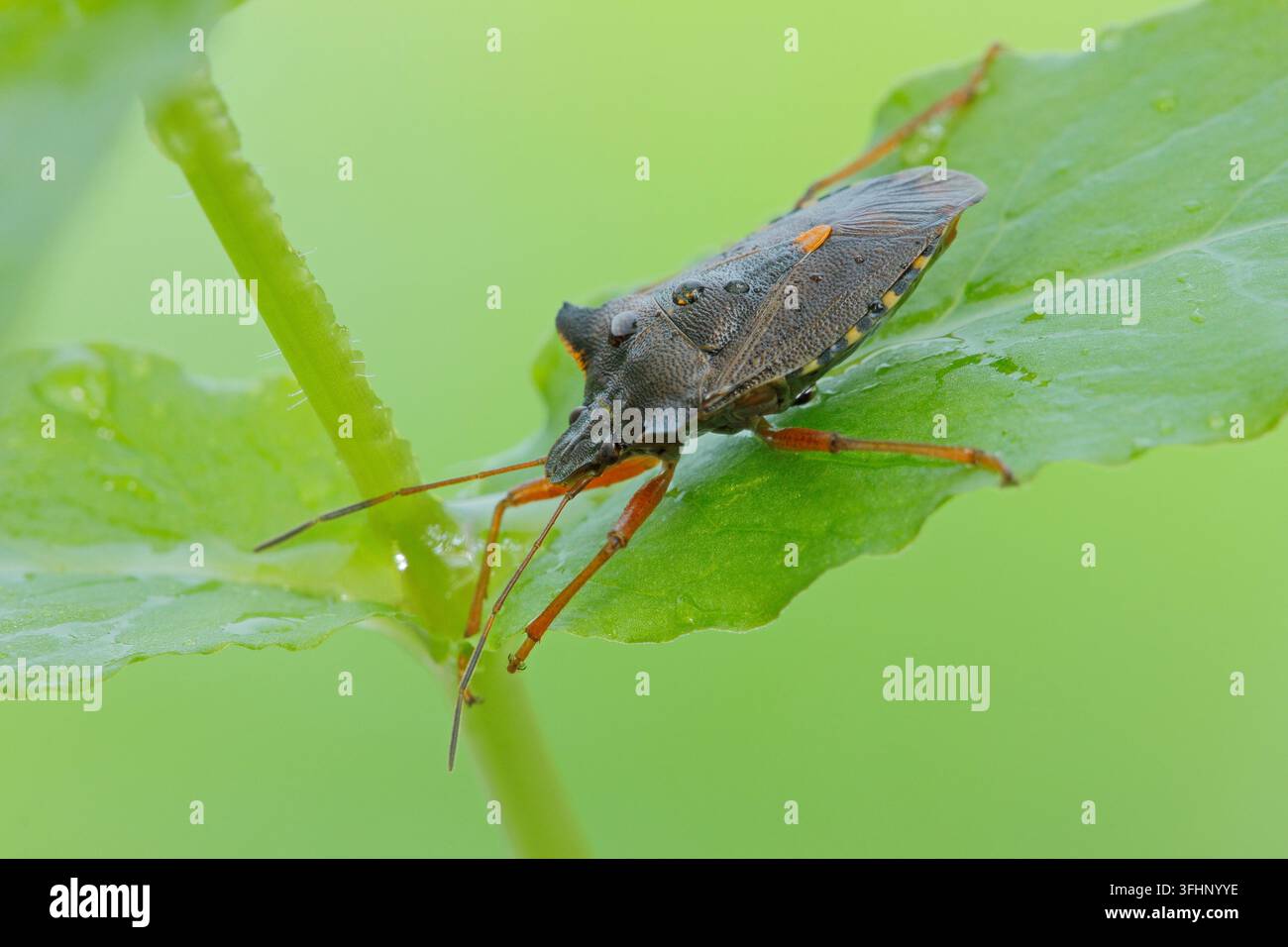 Wald-Fehler (Pentatoma Art) Stockfoto