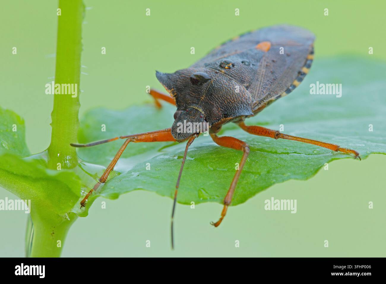 Wald-Fehler (Pentatoma Art) Stockfoto