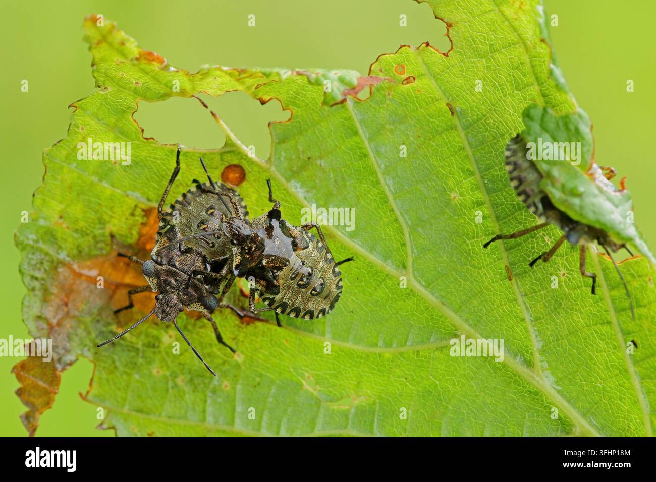 Waldkäferlarve (Pentatoma rufipes) Stockfoto
