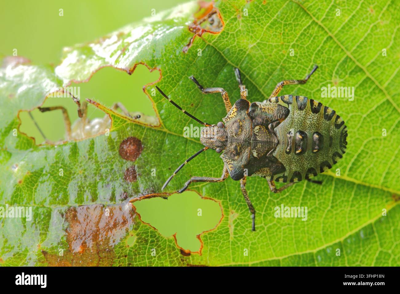 Waldkäferlarve (Pentatoma rufipes) Stockfoto