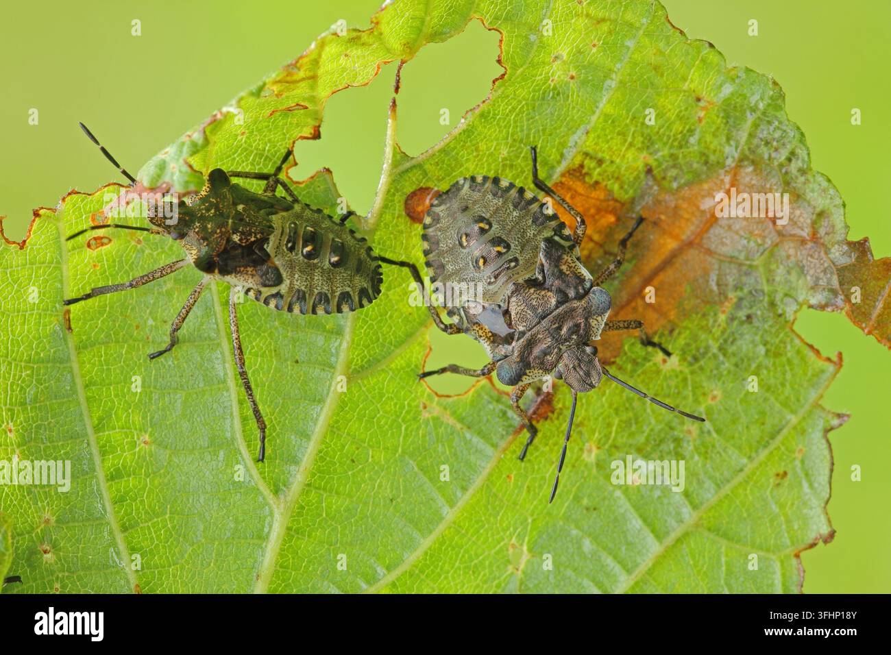 Waldkäferlarve (Pentatoma rufipes) Stockfoto