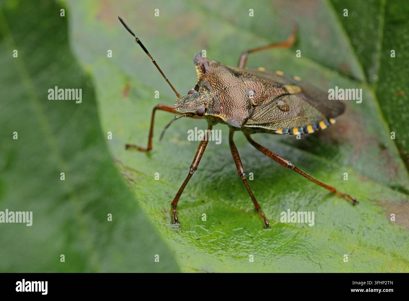 Wald-Fehler (Pentatoma Art) Stockfoto