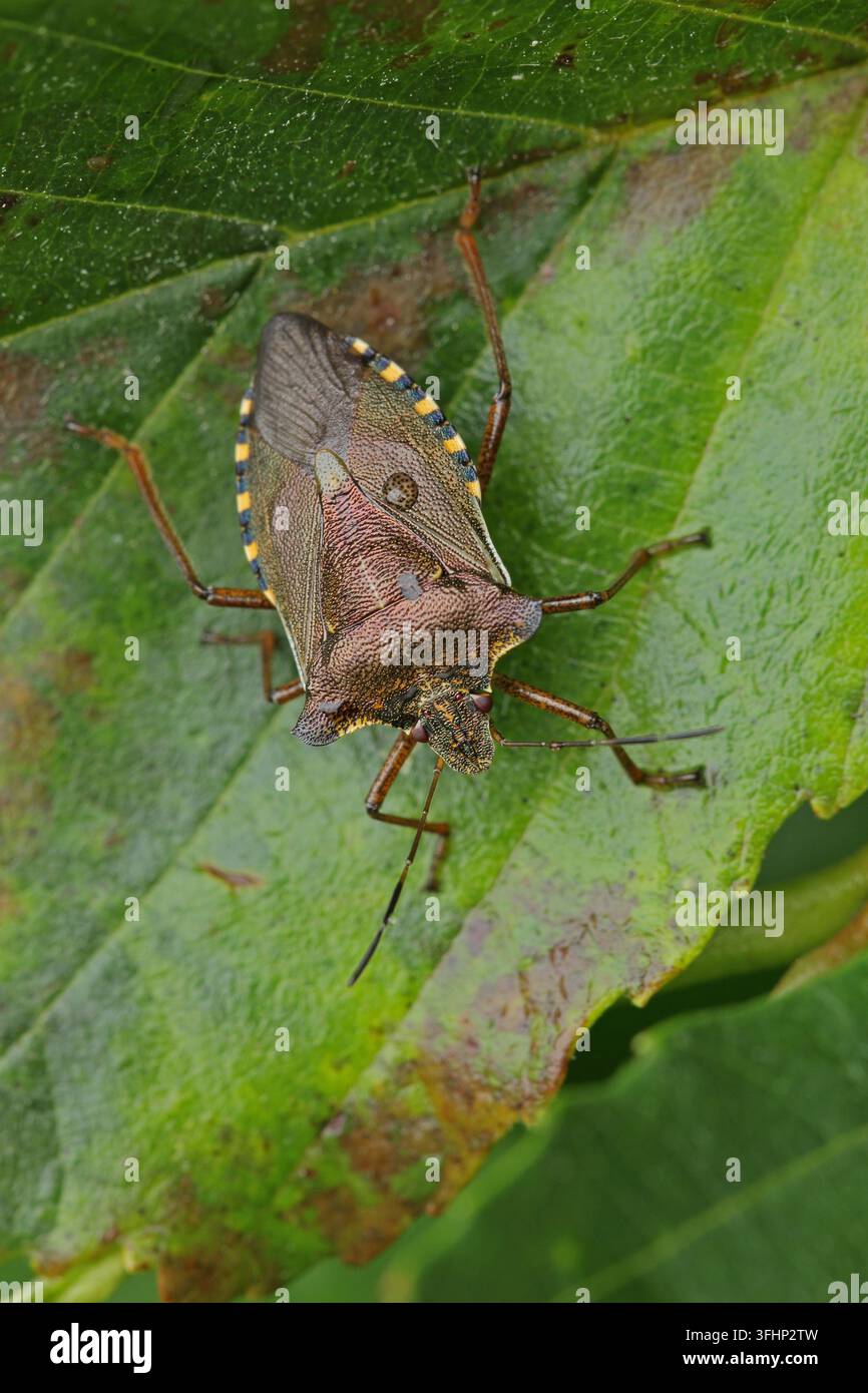 Wald-Fehler (Pentatoma Art) Stockfoto