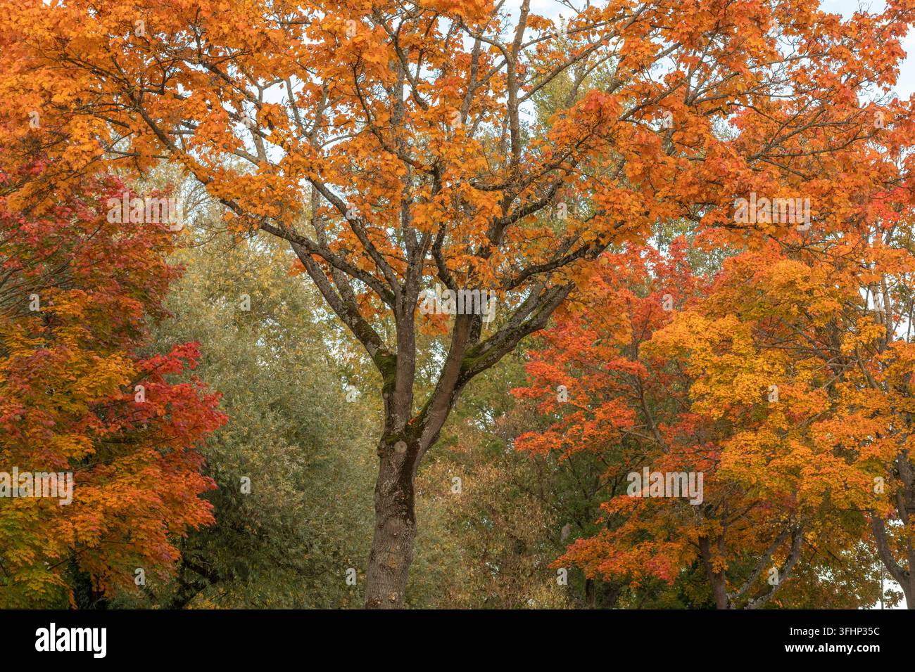 Bunte Bäume im Herbst mit roten und orangen Blättern. Stockfoto