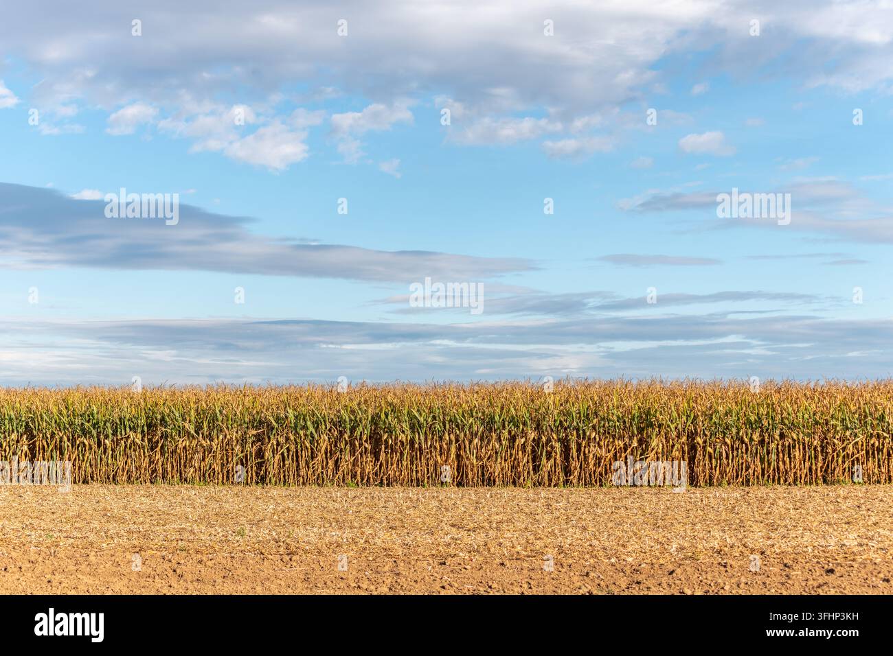 Ackerflächen im Herbst, Maisfelder. Stockfoto