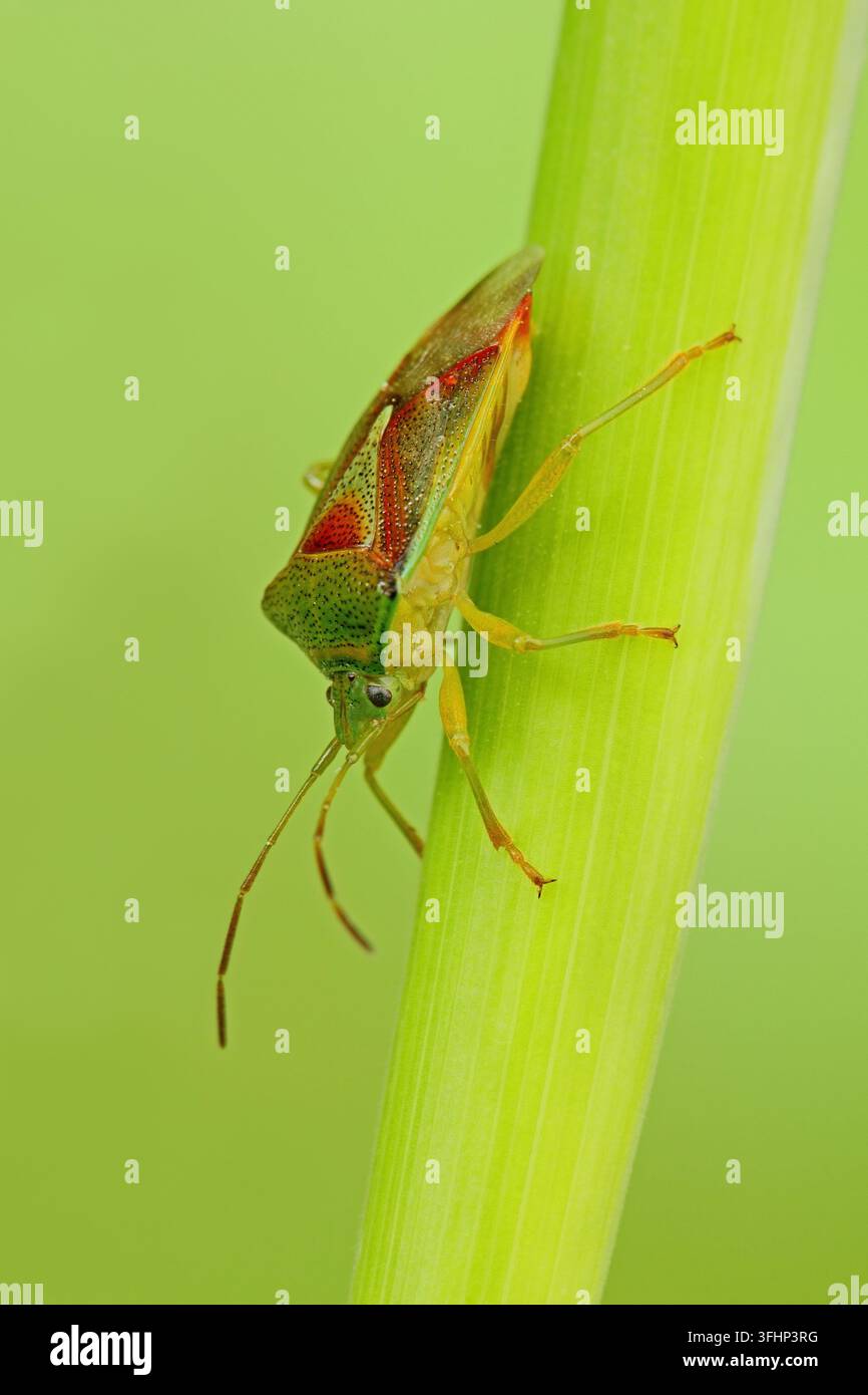 Birken-Schildkäfer (Elasmostethus interstinctus) Stockfoto