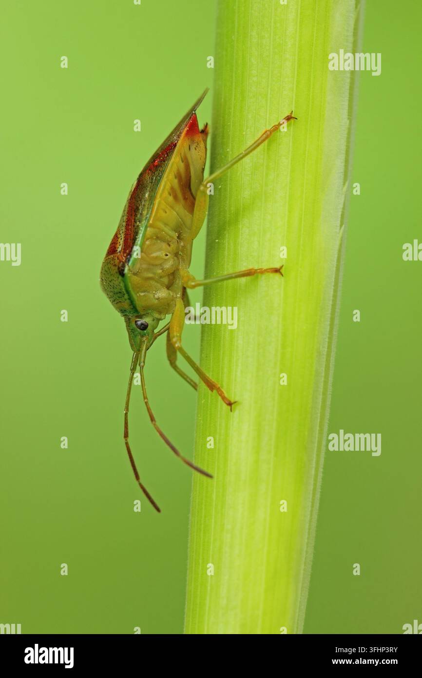 Birken-Schildkäfer (Elasmostethus interstinctus) Stockfoto