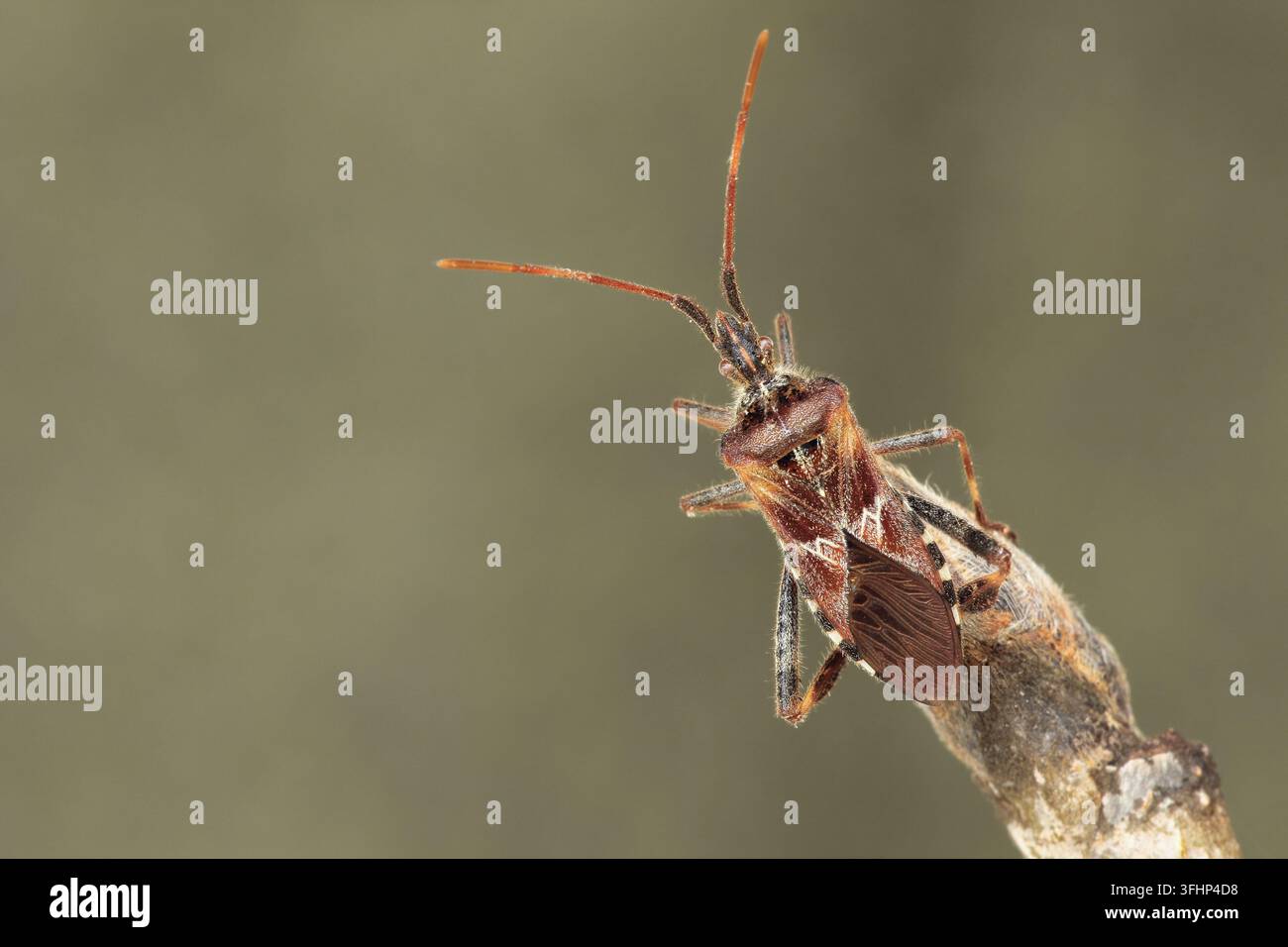 Amerikanische Kegel (Leptoglossus occidentalis) Stockfoto