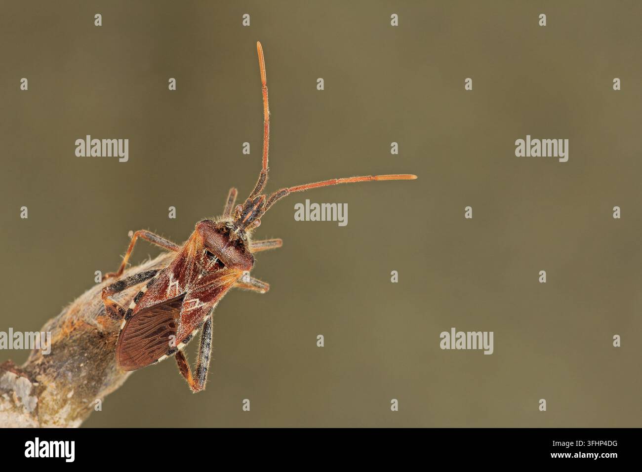 Amerikanische Kegel (Leptoglossus occidentalis) Stockfoto