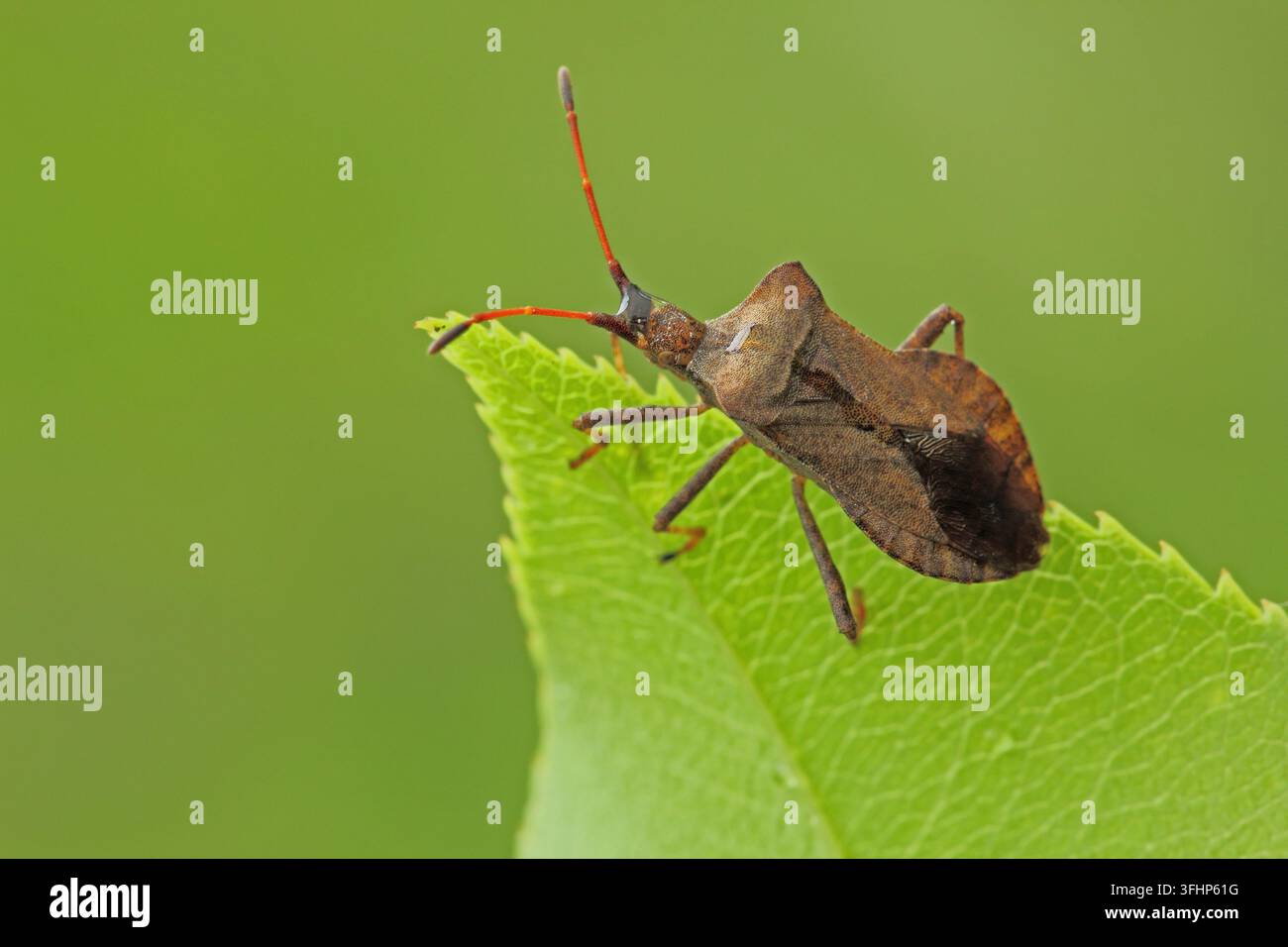 Wasserpest (Coreus marginatus) Stockfoto