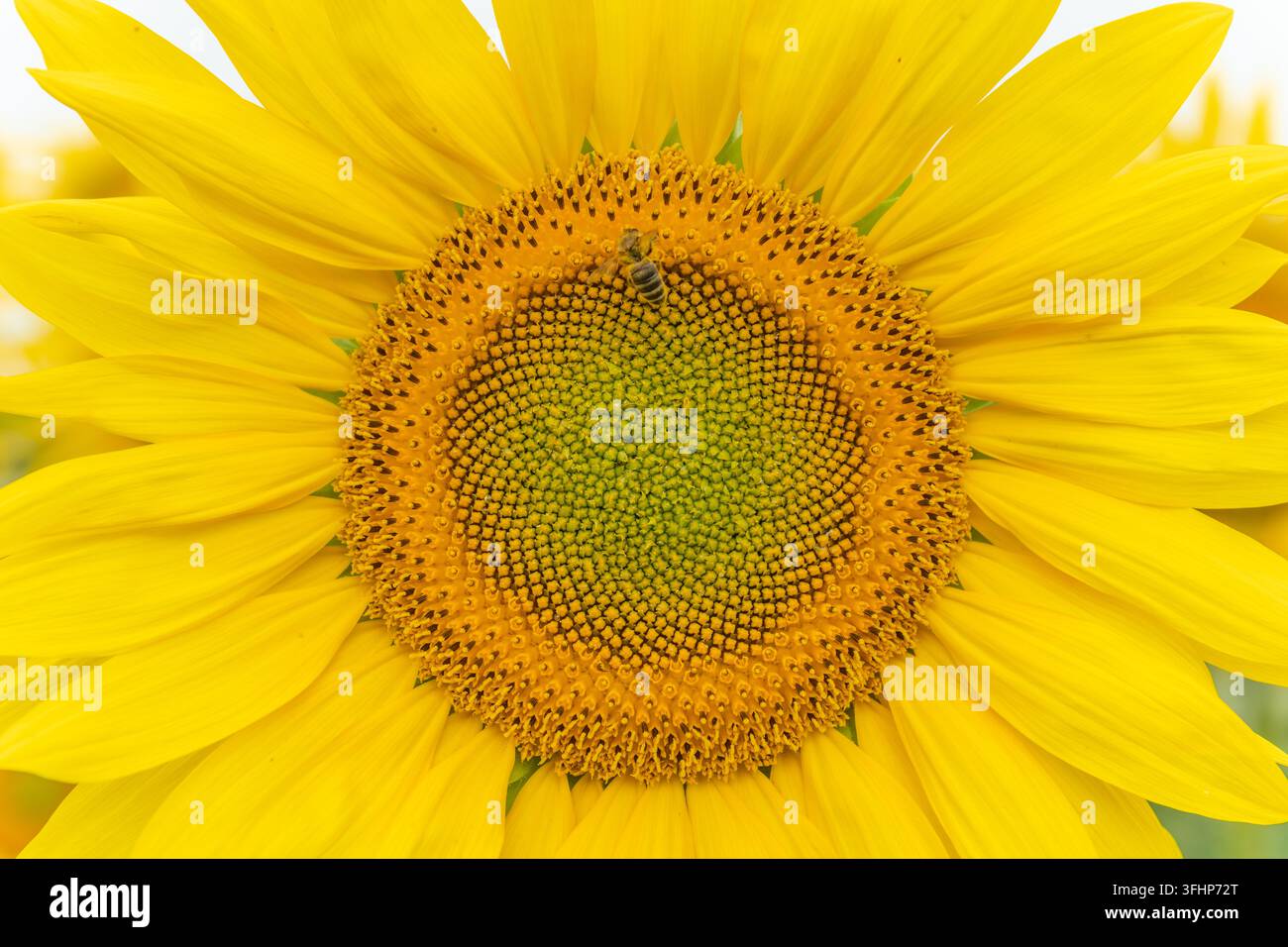 Detail von Sonnenblumen oder Sonne (Helianthus annuus), die wegen ihrer essbaren Samen, Mehls und Öls angebaut werden. Stockfoto