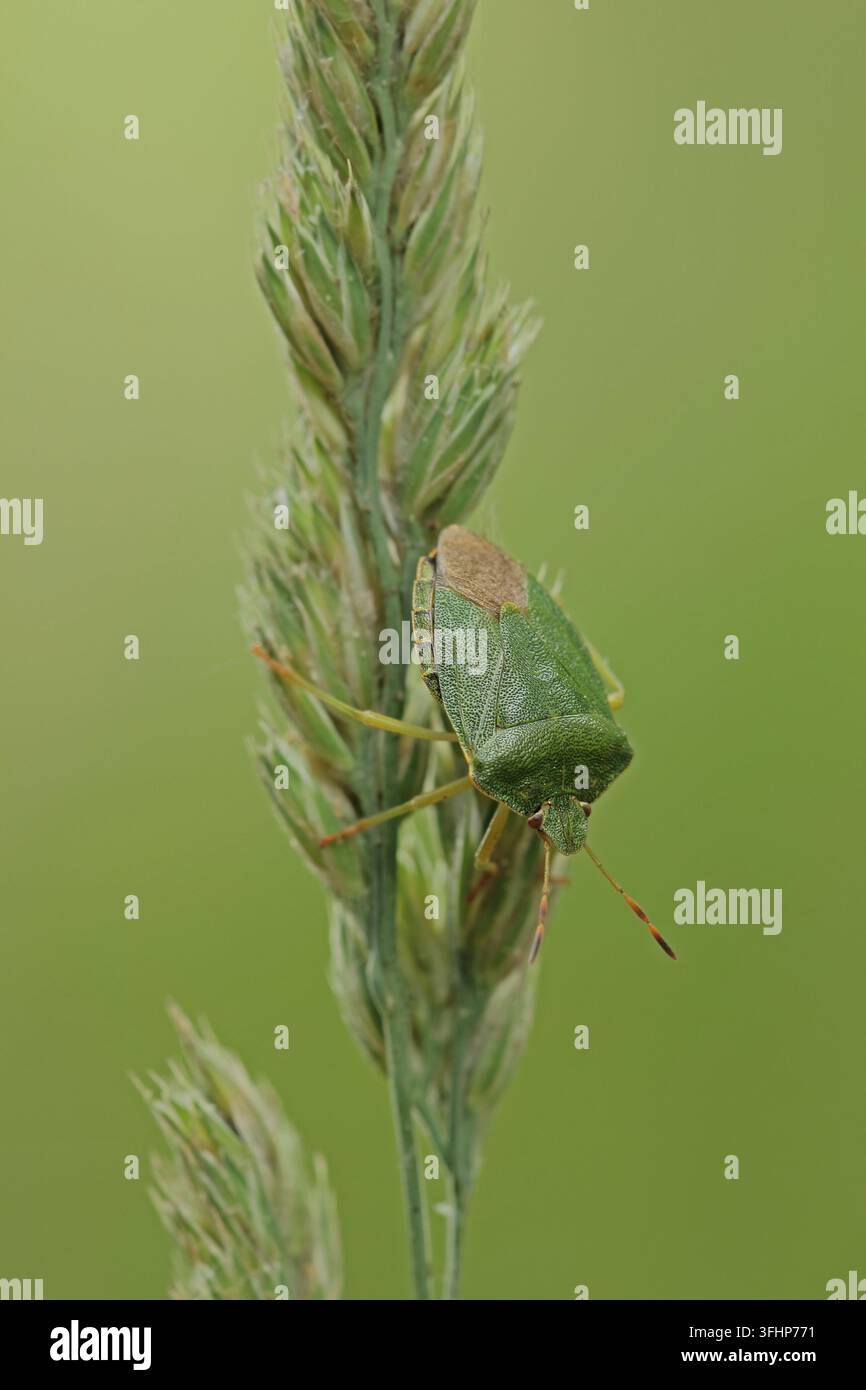 Grüner Stinkkäfer (Palomena prasina) Stockfoto