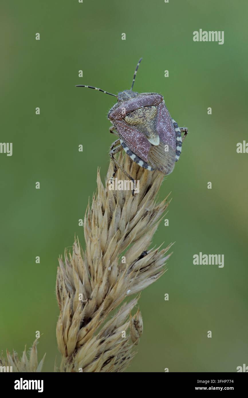 Schlehenwanze (Dolycoris baccarum) Stockfoto