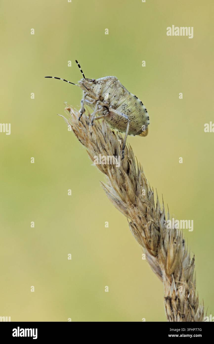 Schlehenwanze (Dolycoris baccarum) Stockfoto
