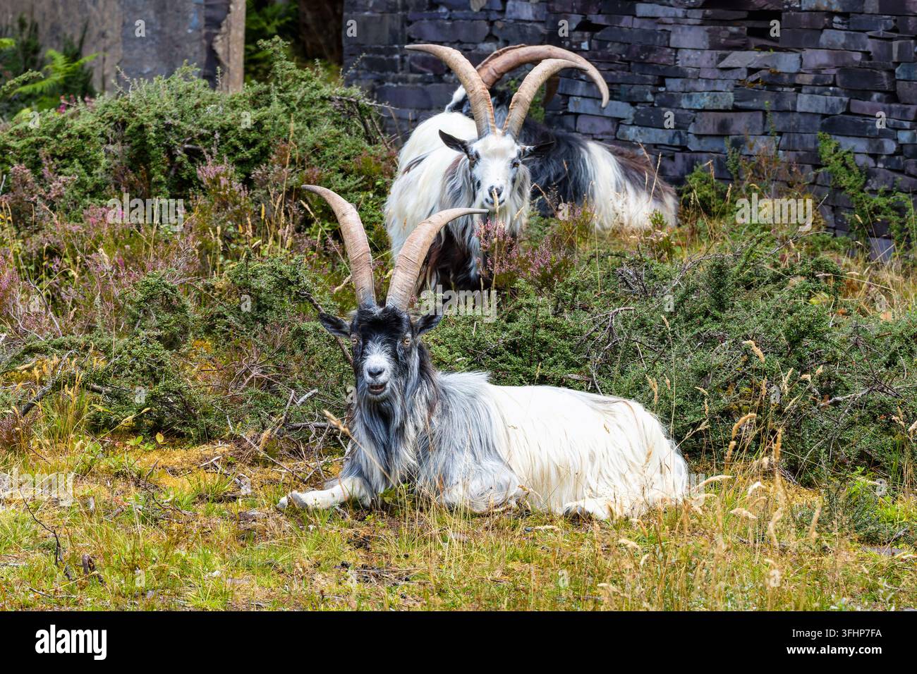 Wilde Ziegen ruhen im Dinorwic Schieferbruch bei Llanberis, Wales, struppige gehörnte Tiere liegen im Gras nahe historischen Schieferabfallmauern Stockfoto