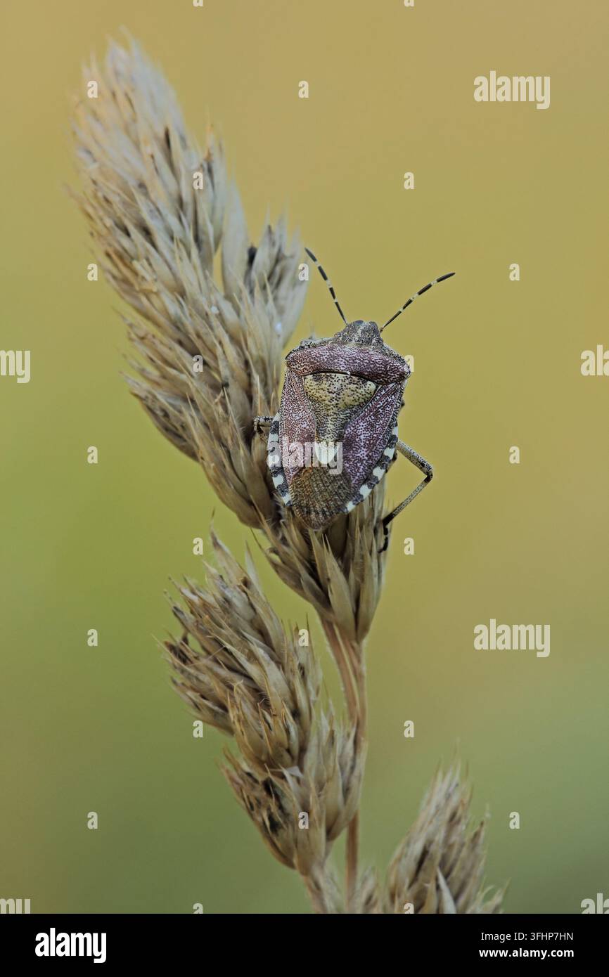 Schlehenwanze (Dolycoris baccarum) Stockfoto