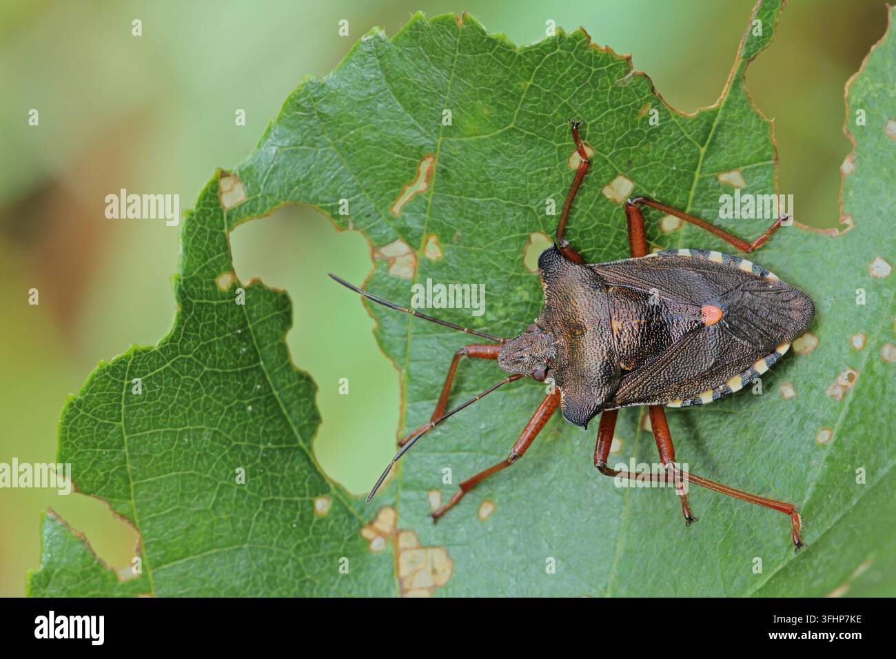 Waldkäfer (Pentatoma rufipe) Stockfoto