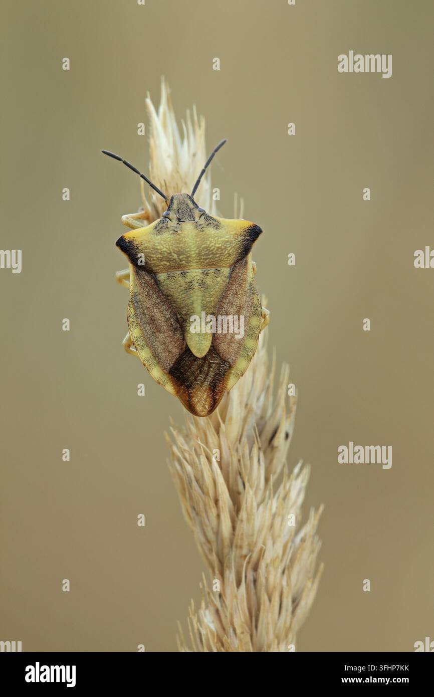 Carpocoris fuscispinus Stockfoto