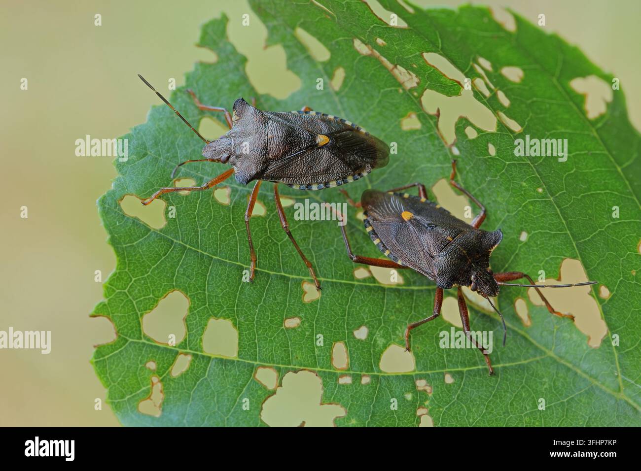 Waldkäfer (Pentatoma rufipe) Stockfoto