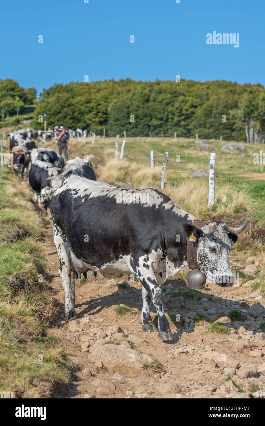 Kühe der Rasse Vosges steigen vom Berg herab, um gemolken zu werden. Stockfoto