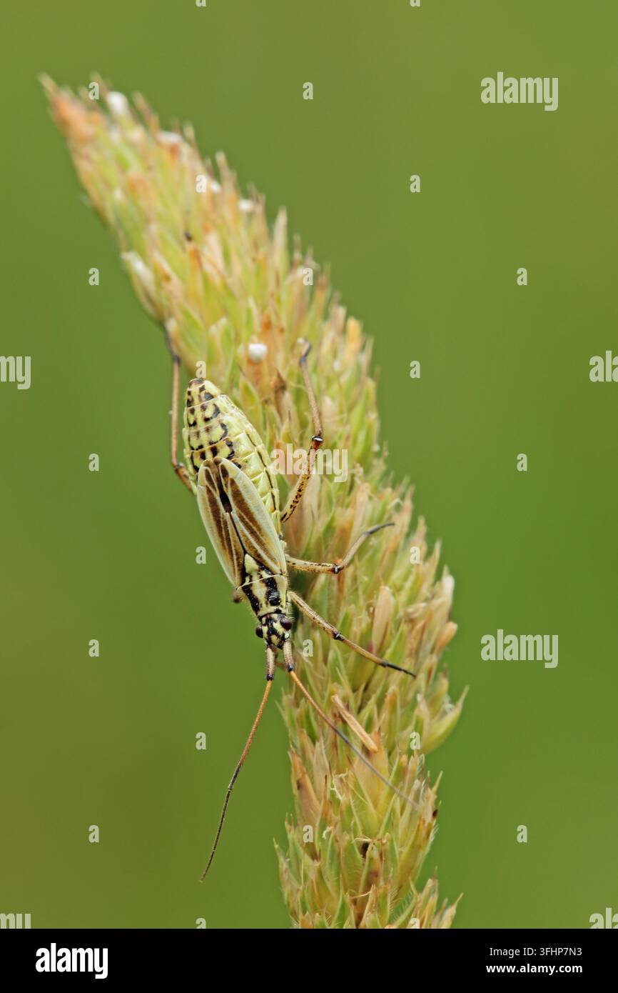 Wiese Pflanze bug (Leptopterna dolabrata) Stockfoto