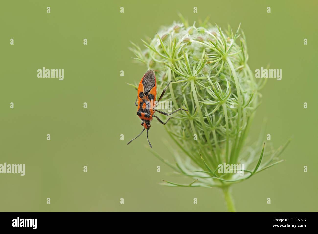 Zimt (Corizus hyoscyami) Fehler Stockfoto