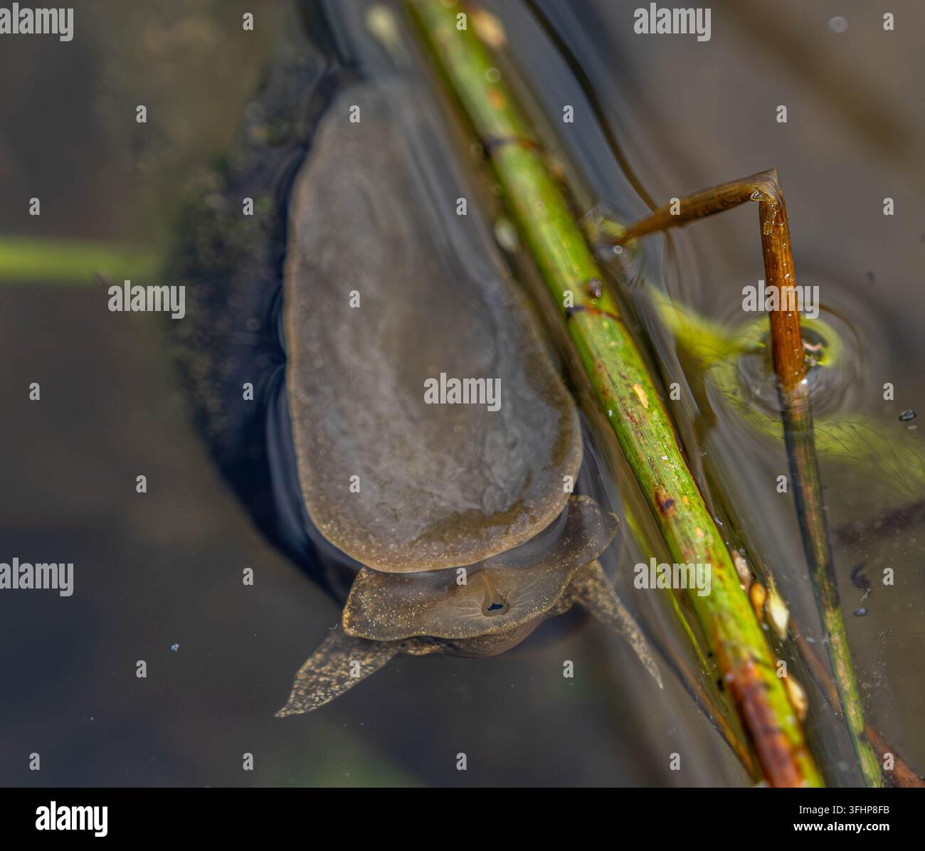 Nahaufnahme einer großen Süßwasserschnecke, die unter der Wasseroberfläche gleitet Stockfoto