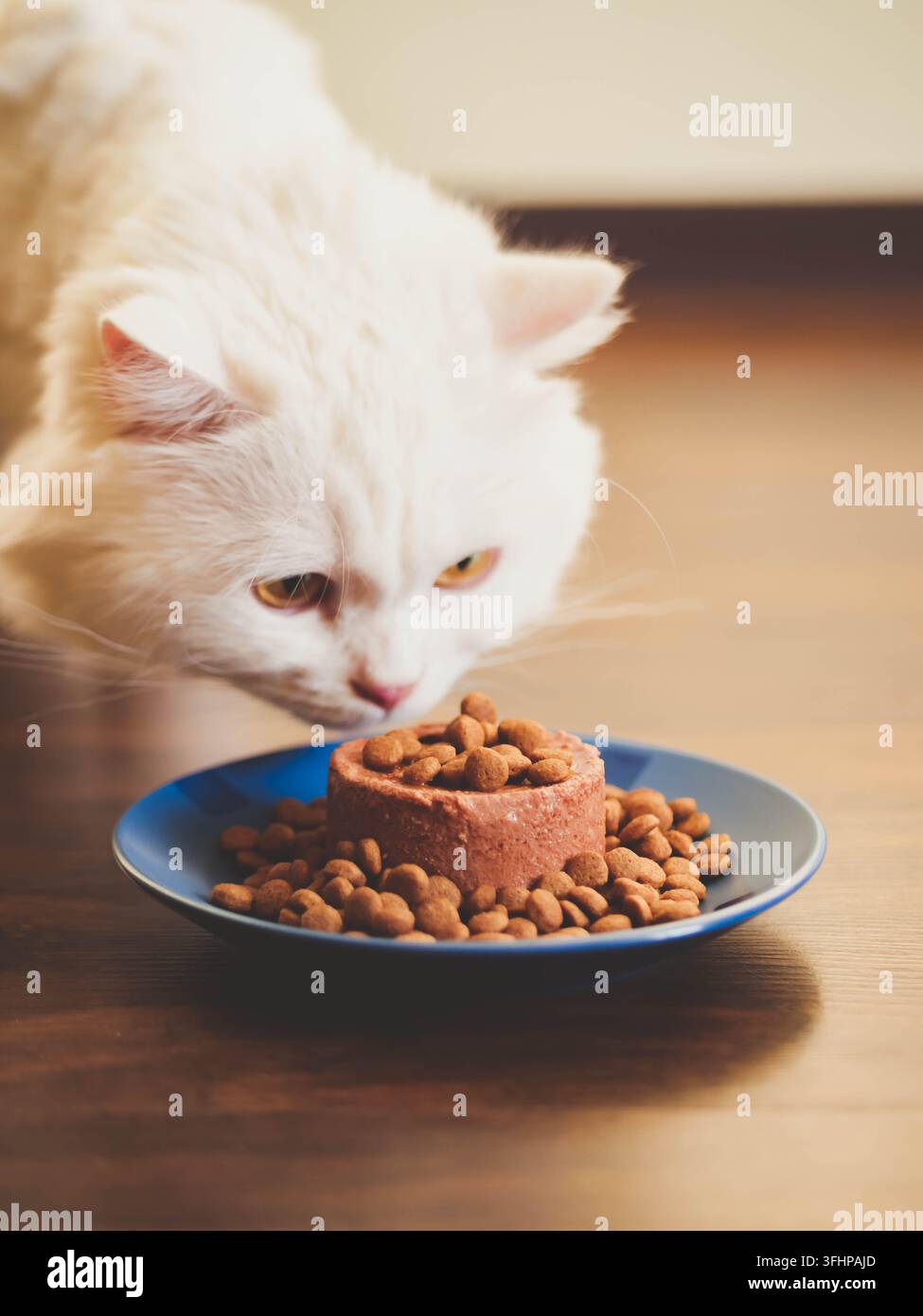 White furry Katze isst gerne Trocken- und Dosenfutter. Scottish Highland straight. Stockfoto