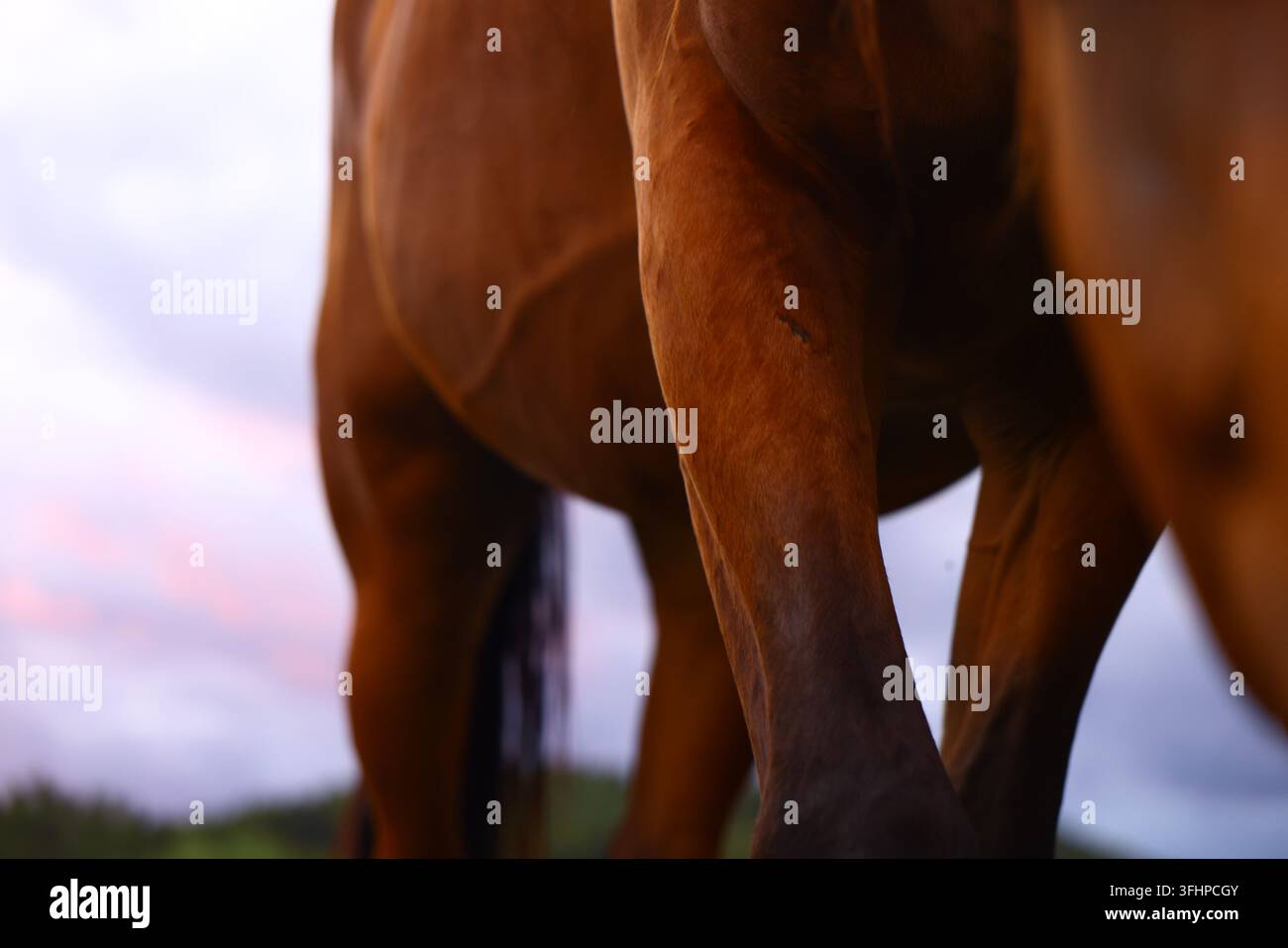 Nahaufnahme von Pferdebeinen und Körperdetails, die Stärke, Anatomie und natürliche Haltung in einer Weideumgebung im Freien zeigen. Stockfoto