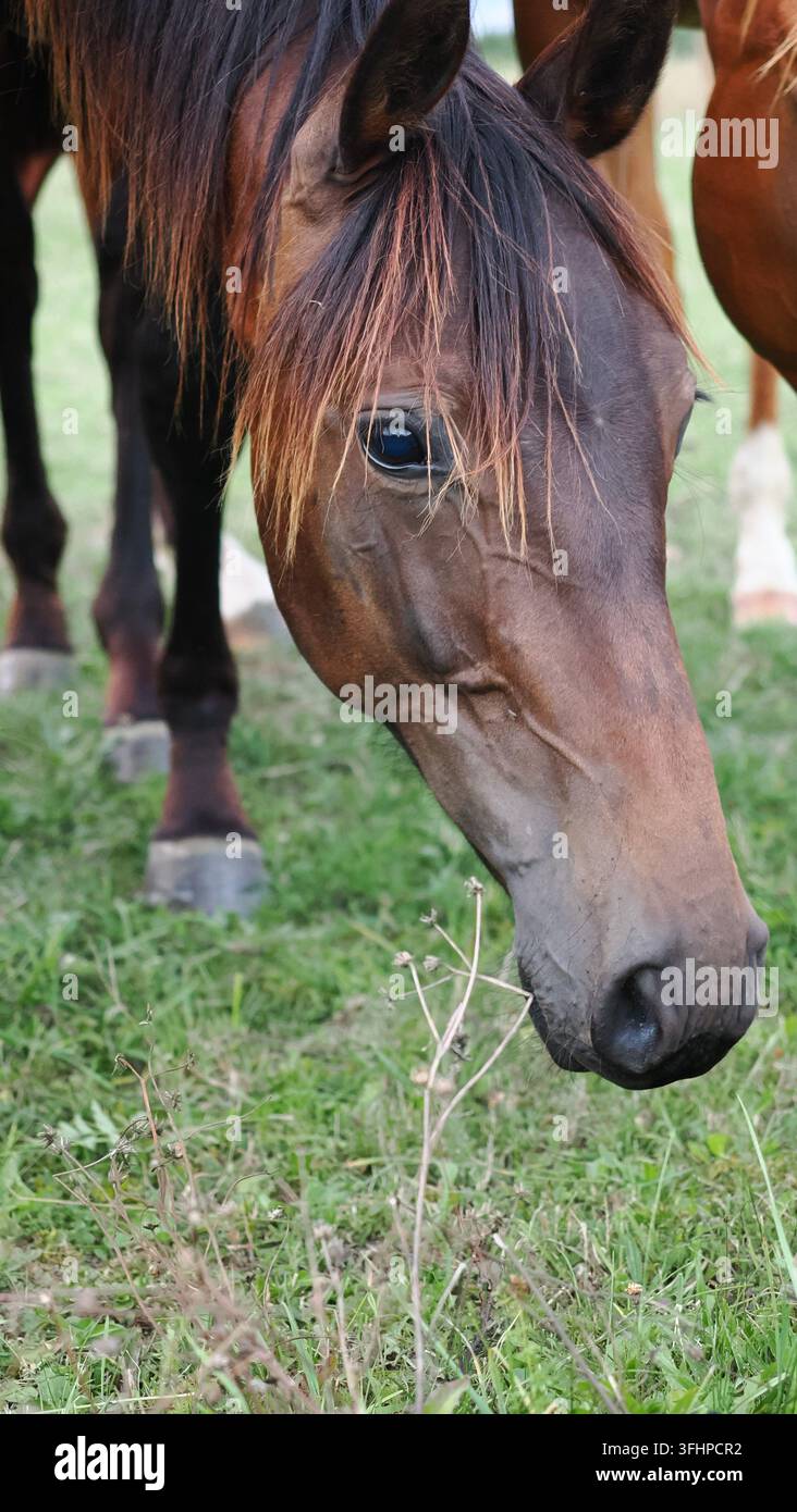 Detaillierte Nahaufnahme eines Braunen Pferdes, das auf einer Wiese frisst und dabei nahe an der Kamera steht. Die Aufnahme betont die Gesichtsanatomie, die Felltextur Stockfoto