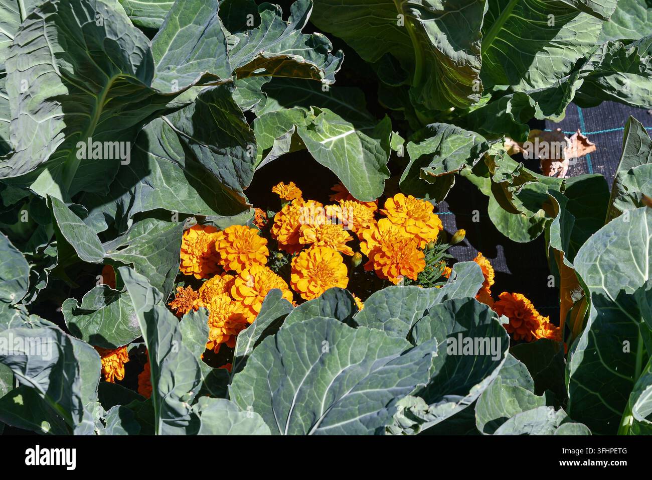 Helle orangefarbene Ringelblumen, die von großen grünen Kohlblättern umgeben in einem Kleingarten in Pré Saint Didier im Aostatal, Italien, wachsen Stockfoto