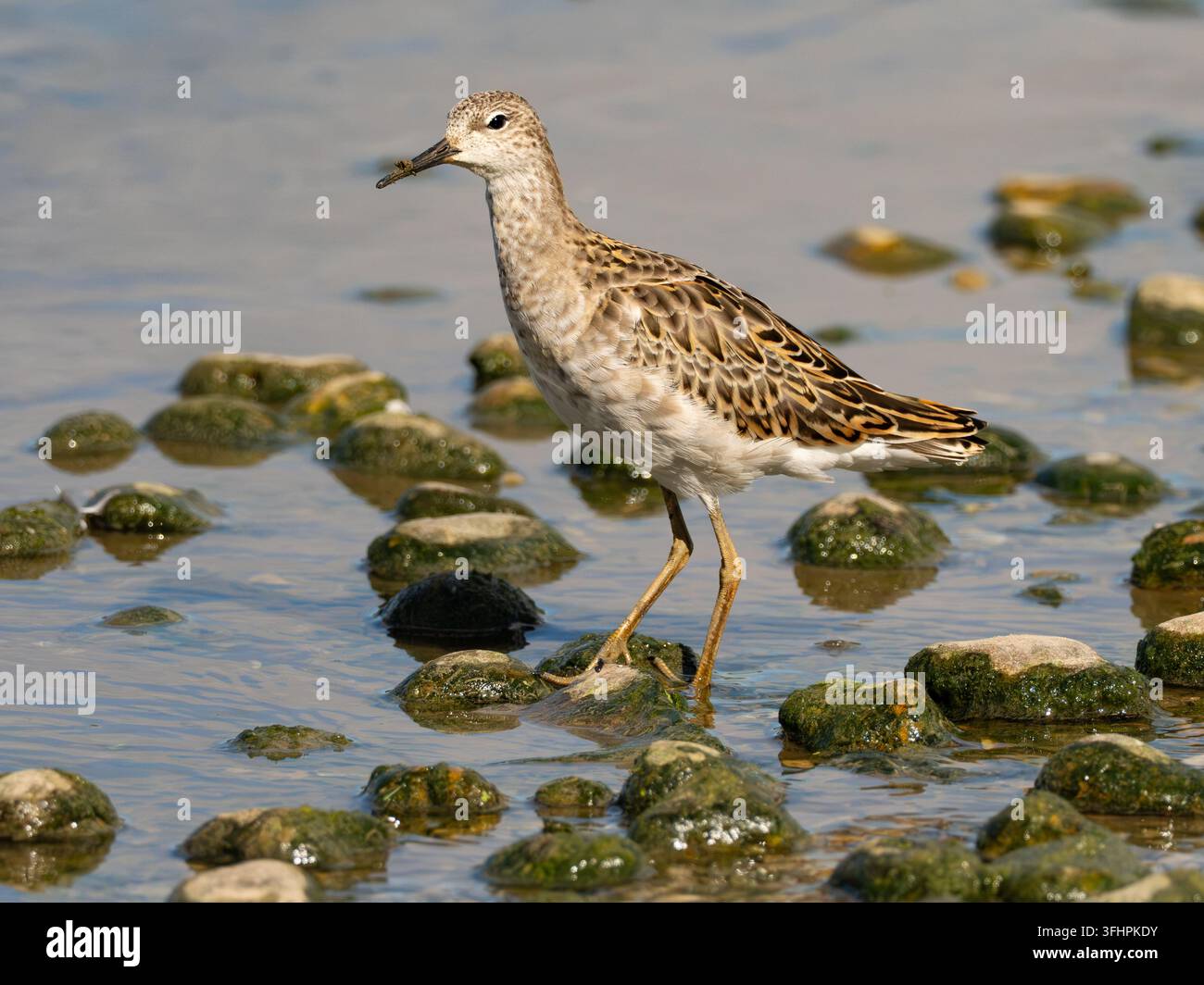 Ruff im Slimbridge WWT UK [ Calidris pugnax ] Stockfoto