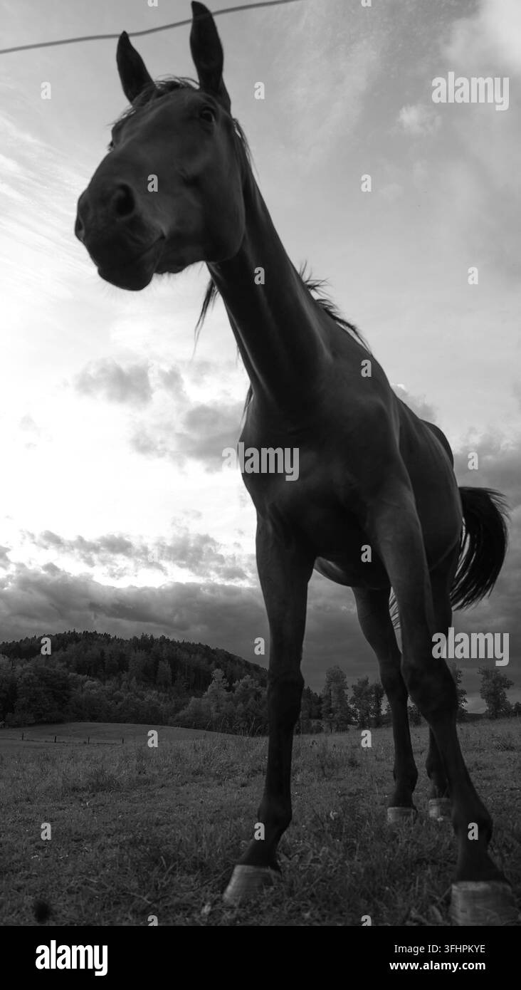 Monochromes Bild aus niedriger Perspektive von einem Pferd, das auf offener Weide steht, mit weitem Himmel, Wolken und Landschaftsbild, das Maßstab und Natur betont Stockfoto