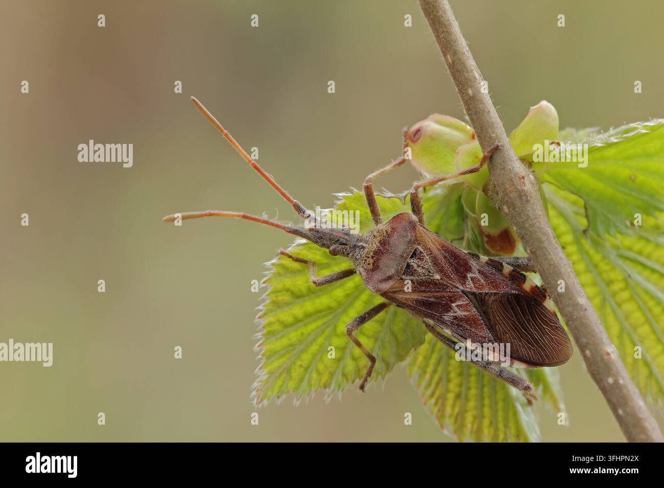 Western Nadelbaum same Bug (Leptoglossus occidentalis) Stockfoto