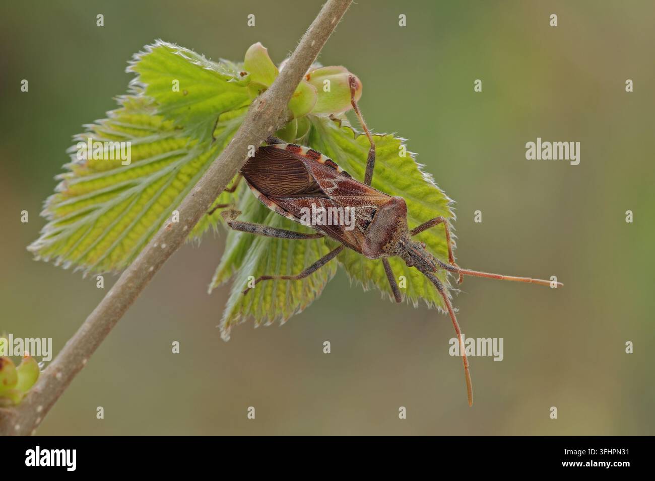 Western Nadelbaum same Bug (Leptoglossus occidentalis) Stockfoto