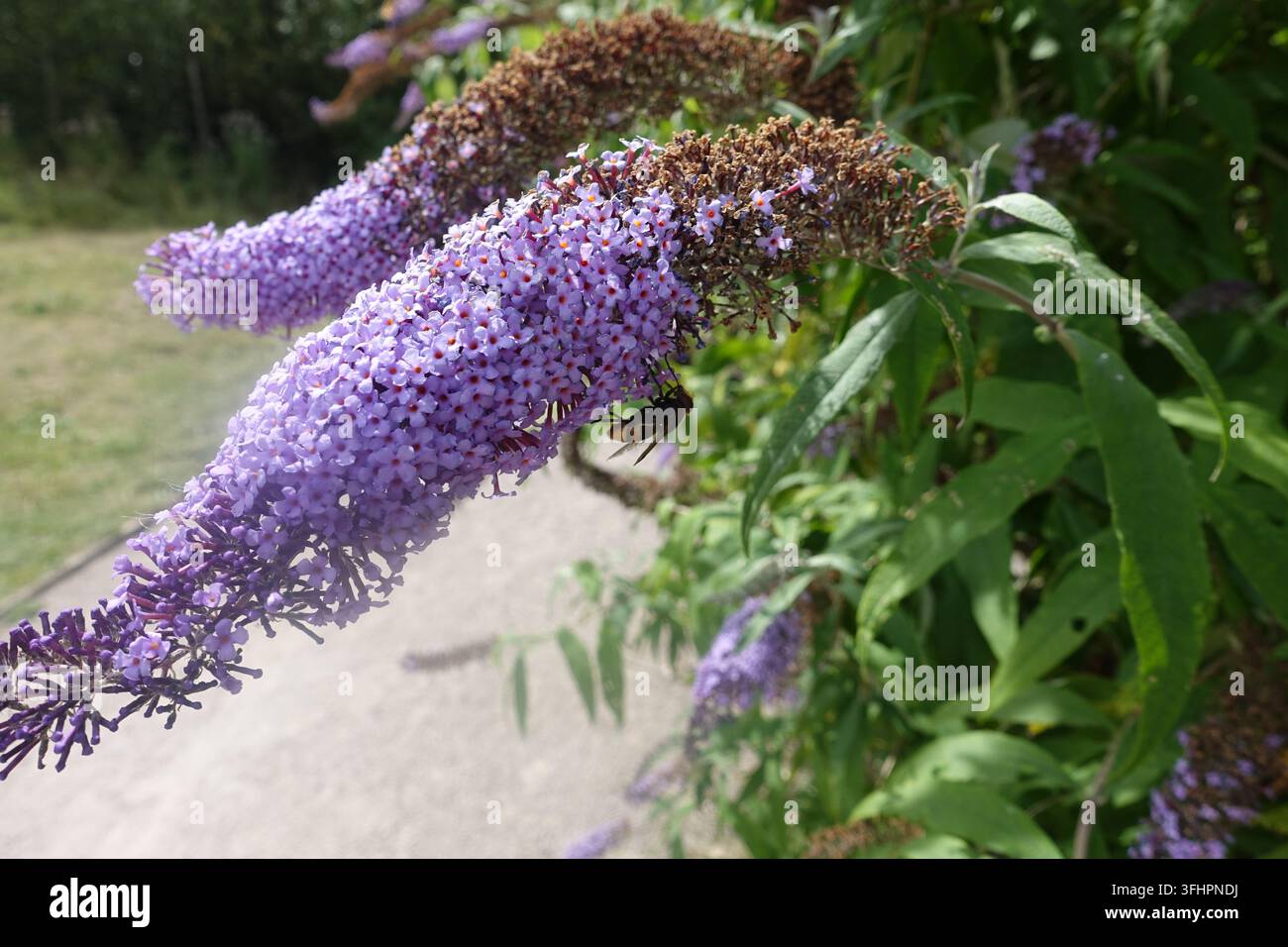 Nahaufnahme einer Schwebfliege, die an einer lila Buddleja-Blütenrispe füttert, umgeben von grünem Laub und blühenden Pflanzen im Sommer Stockfoto