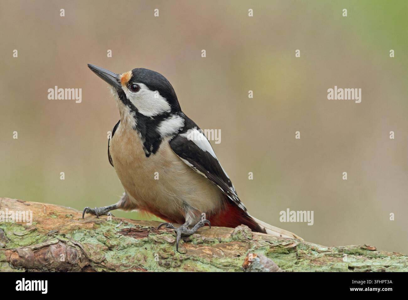 Buntspecht, Dendrocopos major, Buntspecht, Großer Specht Stockfoto