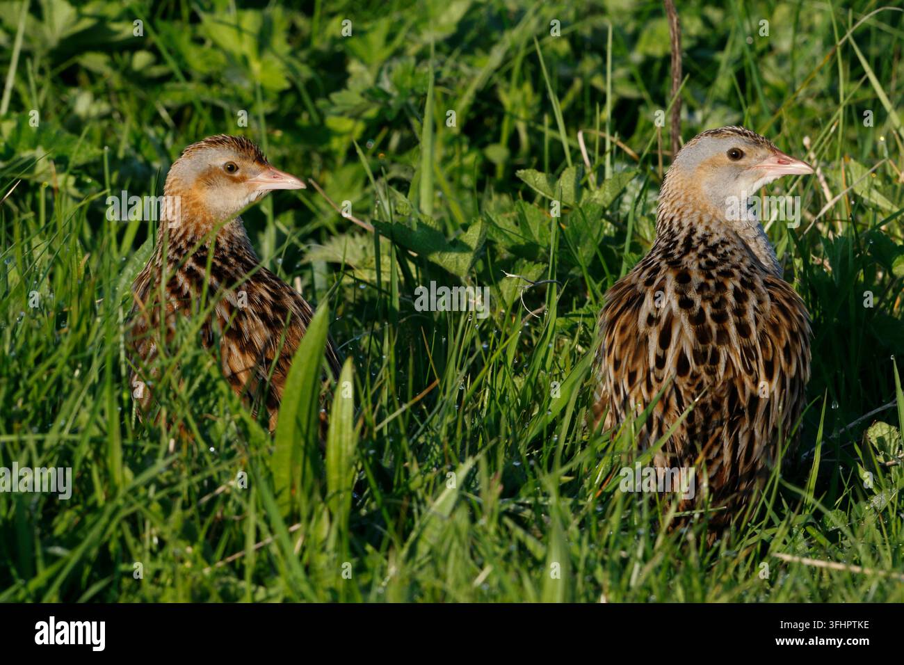 Wachtelweize, Crex crex, Männchen und Weibchen zusammen auf einer Heuwiese in Balranald auf North Uist in den Outer Hebrides, Schottland. Stockfoto
