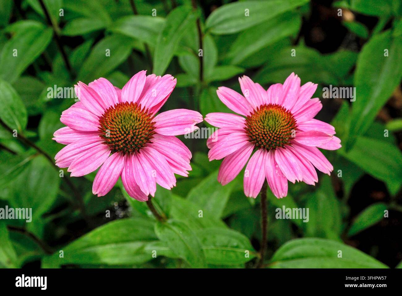 Zwei Echinacea-Blüten (Purpur-Sonnenhut) im Schatten nach dem Regen mit Laub im Hintergrund. Stockfoto