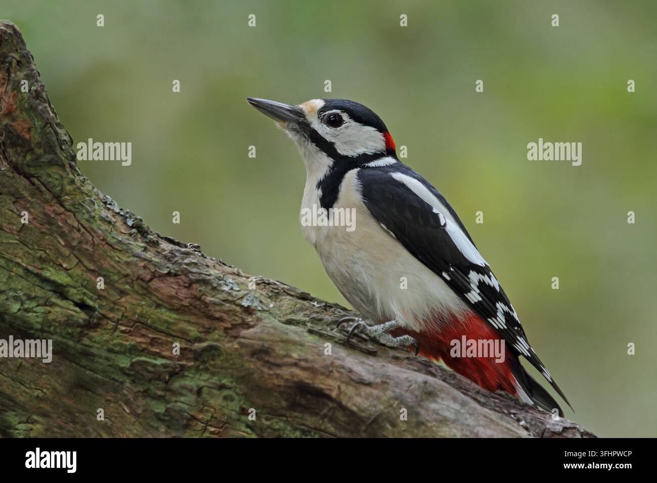 Buntspecht, große, große gefleckte Specht Dendrocopos Stockfoto